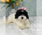 Small #1 ShihPoo