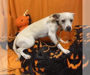 Chihuahua Dogs for adoption in Modesto, CA, USA