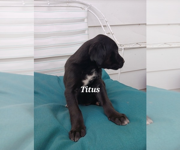 Medium Photo #6 English Cream Golden Retriever-Newfoundland Mix Puppy For Sale in SHEBOYGAN FALLS, WI, USA