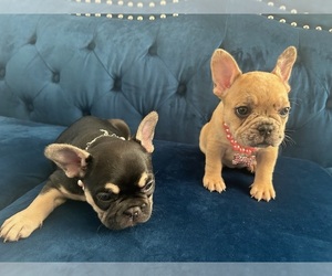 French Bulldog Puppy for sale in LOS ANGELES, CA, USA