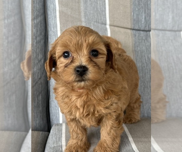 Medium Photo #3 Shih-Poo Puppy For Sale in DUNDEE, OH, USA