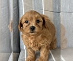 Small Photo #3 Shih-Poo Puppy For Sale in DUNDEE, OH, USA