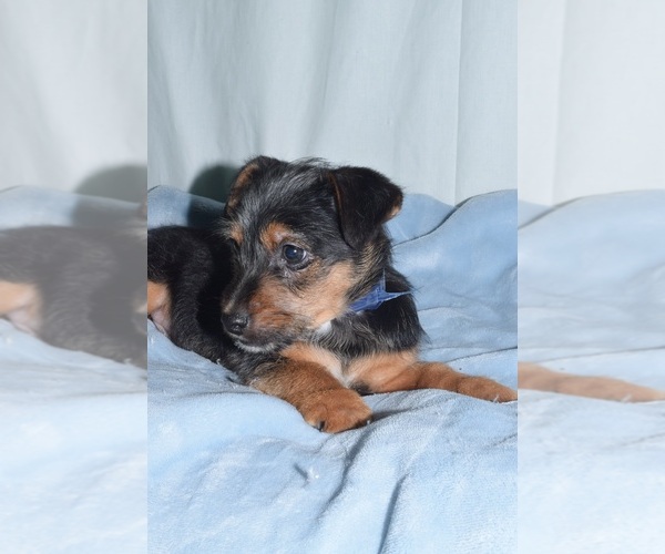Medium Photo #5 Toy Fox Pinscher-Yorkshire Terrier Mix Puppy For Sale in PATERSON, NJ, USA
