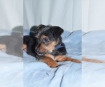 Small Photo #5 Toy Fox Pinscher-Yorkshire Terrier Mix Puppy For Sale in PATERSON, NJ, USA