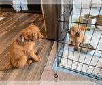 Small Photo #7 Golden Retriever Puppy For Sale in ARVADA, CO, USA
