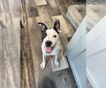 Small #1 Mutt