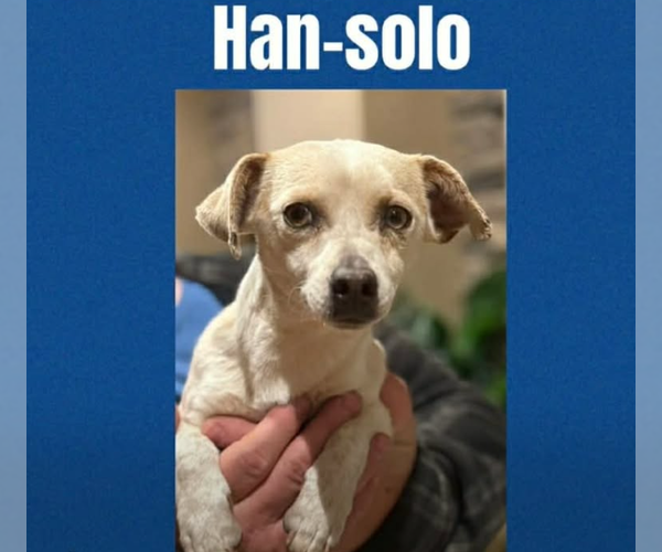 Medium Photo #1 Chihuahua-Unknown Mix Puppy For Sale in Cranston, RI, USA