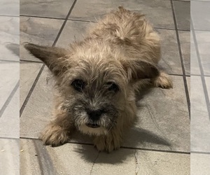 French Bulldog-Poodle (Miniature) Mix Puppy for sale in MARRERO, LA, USA