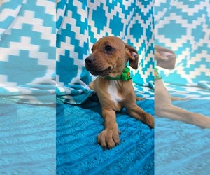 Blinky- pac man litter - Male Chihuahua-Unknown Mix Dog for Adoption - Photo #5