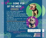 Small #9 Beagle-Chihuahua Mix