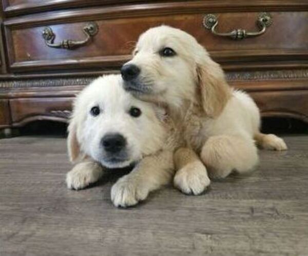 Medium Photo #1 Golden Retriever Puppy For Sale in SACRAMENTO, CA, USA