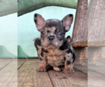 Small #1 French Bulldog