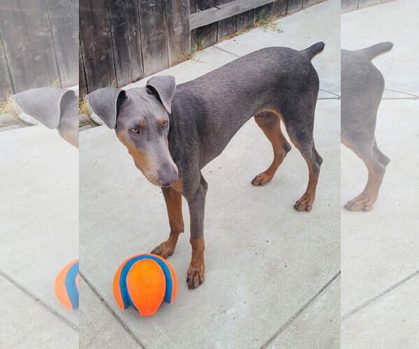 Medium Photo #17 Doberman Pinscher-Unknown Mix Puppy For Sale in Escondido, CA, USA
