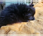 Small #3 Pomeranian