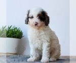 Small #4 Poodle (Miniature)