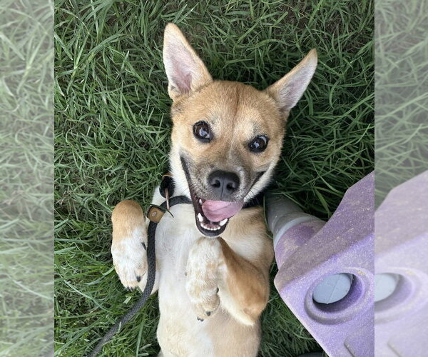 Medium Photo #7 Mutt Puppy For Sale in Evansville, IN, USA