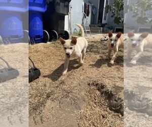 Chow Chow-German Shepherd Dog Mix Puppy for sale in SAN DIEGO, CA, USA