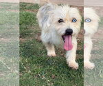 Small #1 Mutt