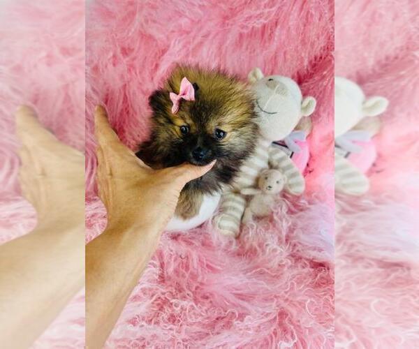 Medium Photo #19 Pomeranian Puppy For Sale in BOSTON, MA, USA