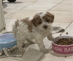 Small Photo #6 Cavapoo Puppy For Sale in GOSHEN, IN, USA