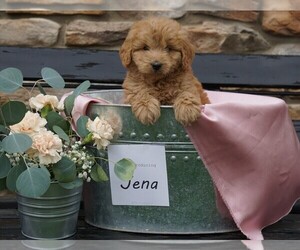 Goldendoodle-Poodle (Miniature) Mix Puppy for sale in FREDERICKSBG, OH, USA
