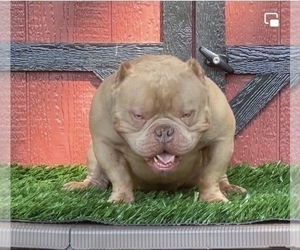 Father of the American Bully puppies born on 10/30/2022