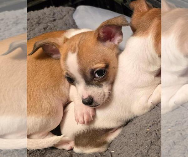 Medium Photo #2 Chihuahua Puppy For Sale in SPRINGFIELD, OH, USA