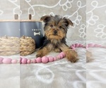 Small #3 Yorkshire Terrier