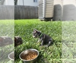 Small Photo #2 French Bulldog Puppy For Sale in LEAGUE CITY, TX, USA