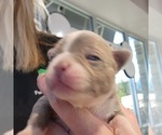 Small #2 Boston Terrier