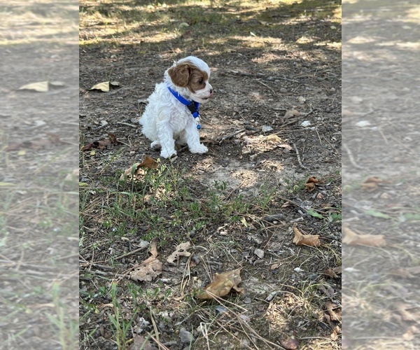 Medium Photo #7 Cavapoo Puppy For Sale in GREENVILLE, MO, USA