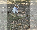 Small #6 Cavapoo