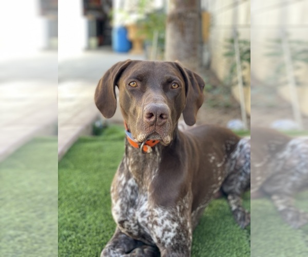 Medium Photo #1 German Shorthaired Pointer Puppy For Sale in RIVERSIDE, CA, USA