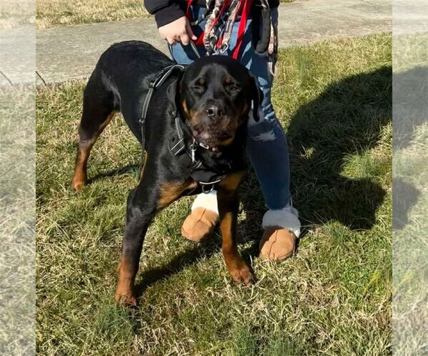 Medium Photo #7 Rottweiler Puppy For Sale in White Hall, AR, USA
