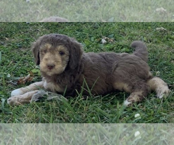 Medium Photo #1 Bordoodle Puppy For Sale in WEATHERBY, MO, USA