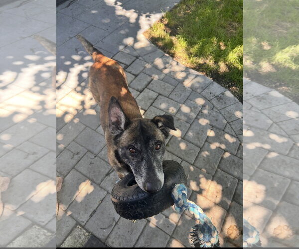 Medium Photo #8 Mutt Puppy For Sale in Stevens Point, WI, USA