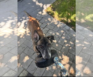 Millie - NJ - Female Mutt Dog for Adoption - Photo #8