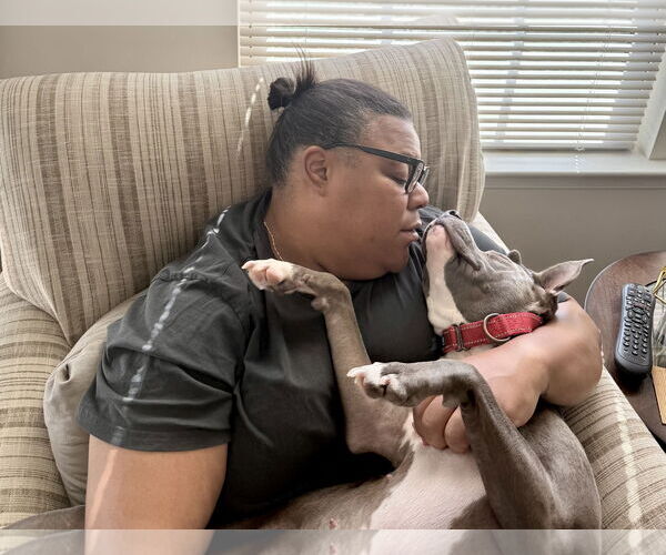 Medium Photo #24 Mutt Puppy For Sale in Mount Laurel, NJ, USA