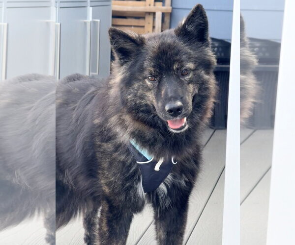 Medium Photo #2 Australian Shepherd-Kai Dog Mix Puppy For Sale in Millsboro, DE, USA