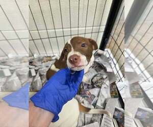 Labrador Retriever-Unknown Mix Dogs for adoption in SHERBURNE, NY, USA