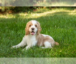 Puppy Cooper Cocker Spaniel