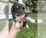 Small Photo #6 Australian Shepherd Puppy For Sale in WEST MONROE, LA, USA