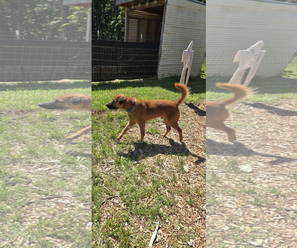 Medium Photo #20 Shepradors Puppy For Sale in Rustburg, VA, USA
