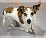 Small Photo #3 Dachshund Puppy For Sale in Weston, FL, USA