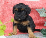 Puppy Noble Cavapoo