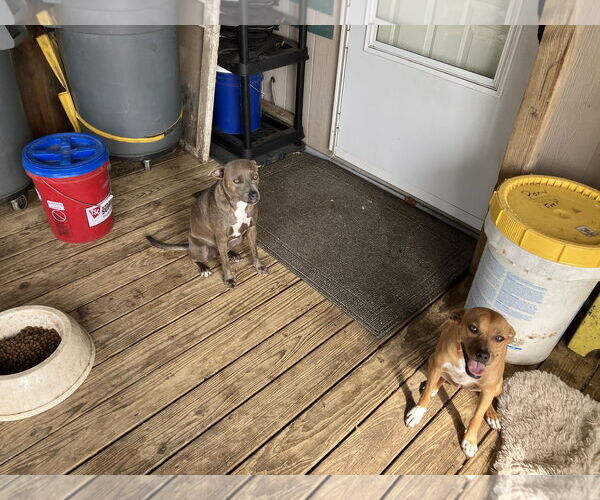 Medium Photo #9 American Pit Bull Terrier-Dachshund Mix Puppy For Sale in Thorndale, TX, USA