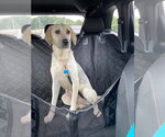 Small #1 Labrador Retriever Mix