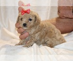 Small #24 Poodle (Toy)