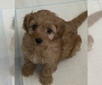 Small #4 Cavapoo