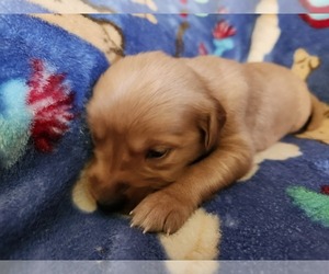 Golden Retriever Puppy for sale in BRANDON, WI, USA